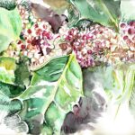 Flores de bach02