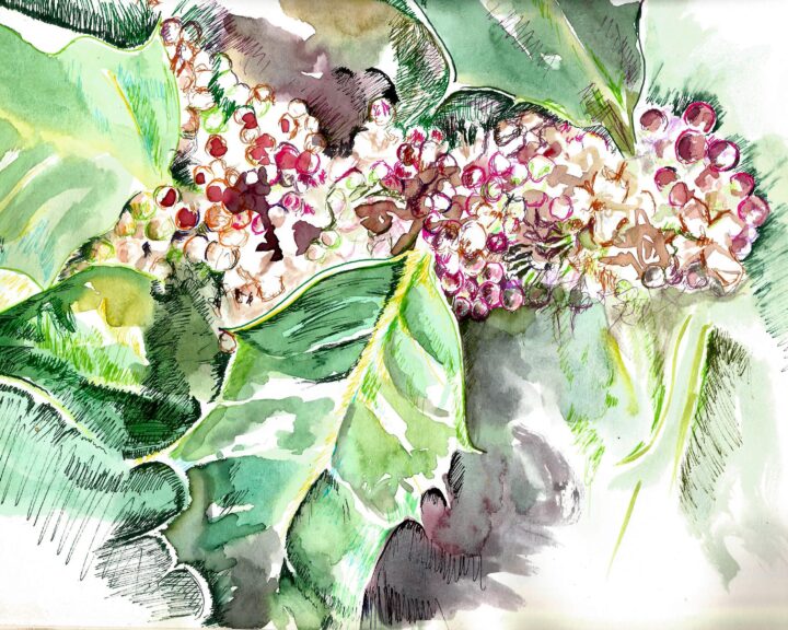 Flores de bach02