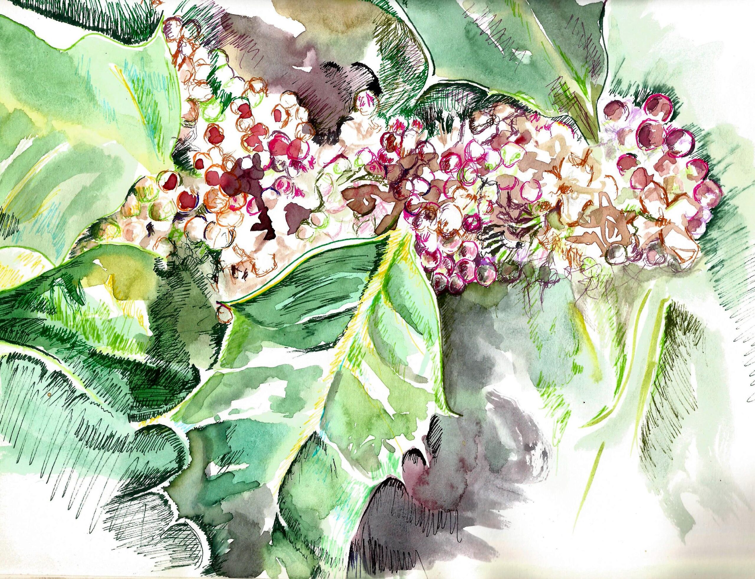 Flores de bach02